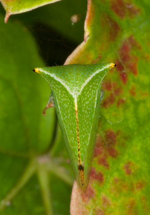 Ceresa taurina? Membracidae