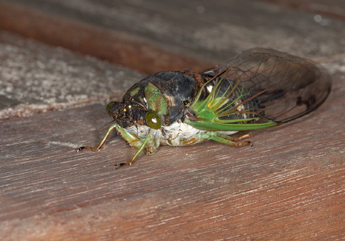 Tibicen tibicen Cicadidae