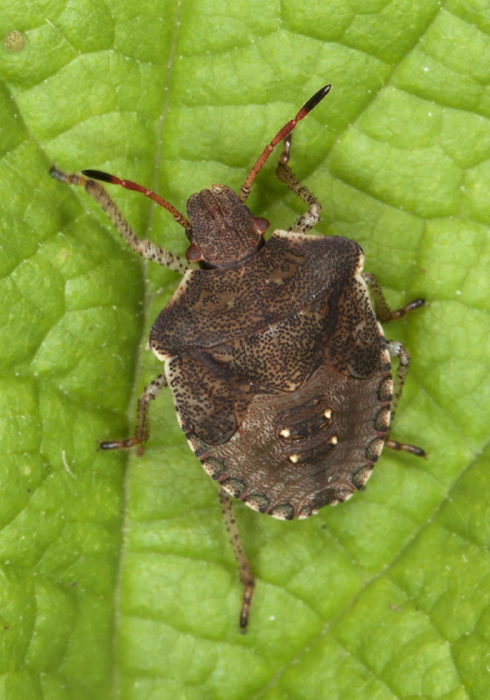 Euschistus tristigmus luridus? Pentatomidae