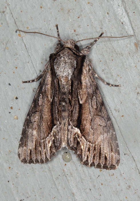 Hyppa xylinoides Noctuidae