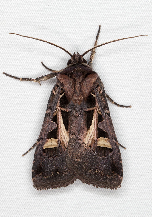 Feltia herilis Noctuidae