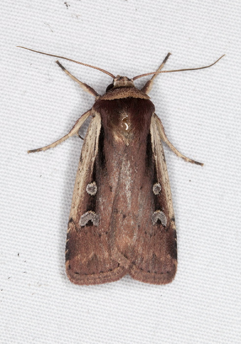 Ochropleura implecta Noctuidae
