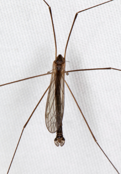 Limonia (Dicranomyia) Limoniidae