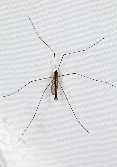 Limonia (Dicranomyia) Limoniidae