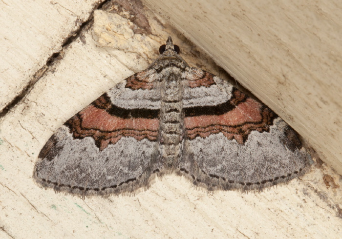 Xanthorhoe labradorensis Geometridae