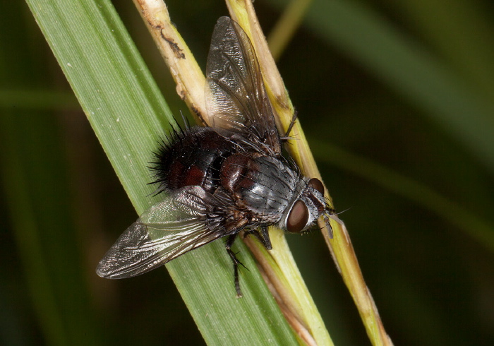   Tachinidae