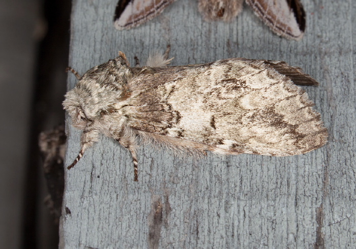 Macrurocampa marthesia Notodontidae
