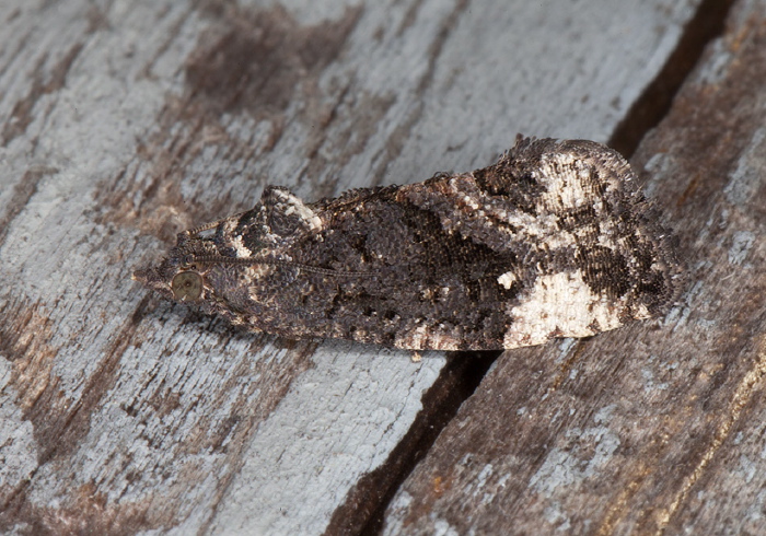 Gymnandrosoma punctidiscanum Tortricidae