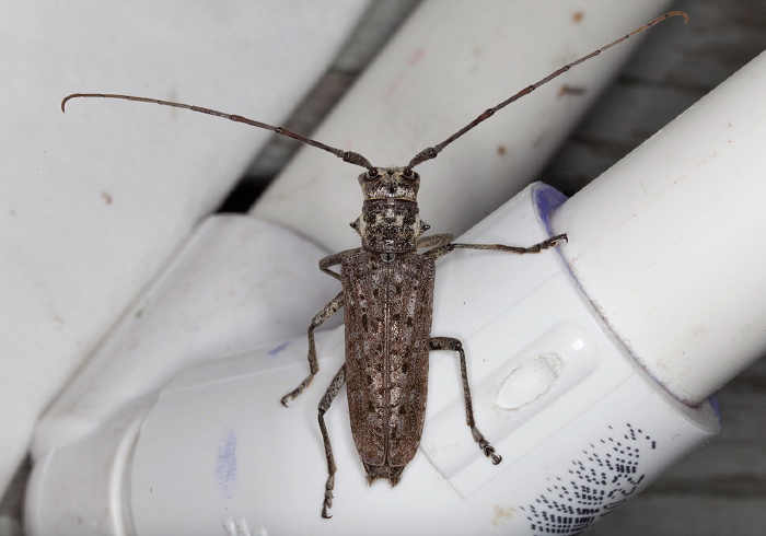 Monochamus notatus Cerambycidae