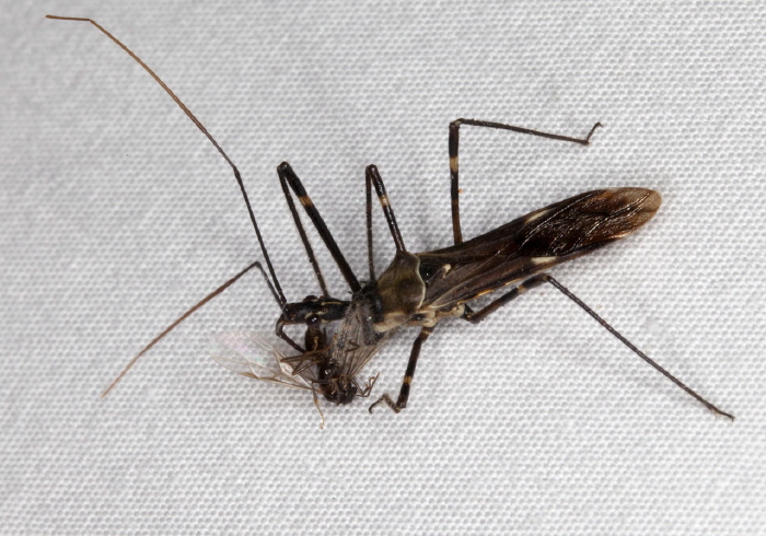 Zelus tetracanthus Reduviidae