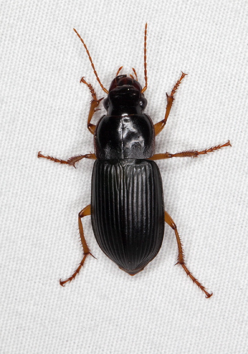 Harpalus pensylvanicus Carabidae
