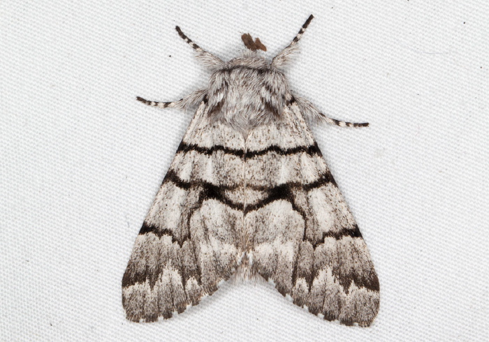 Panthea furcilla Noctuidae