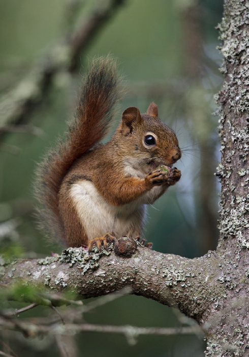 Tamiasciurus hudsonicus Sciuridae