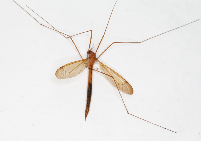 Dolichopeza (Oropeza) sp.? Tipulidae