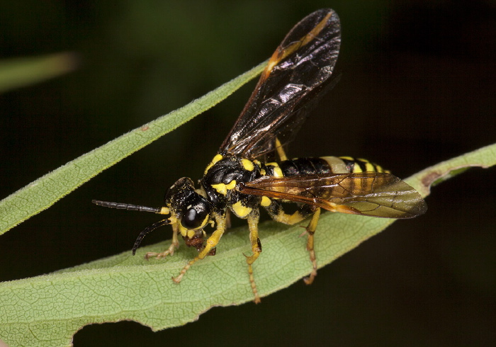 Tenthredo basilaris Tenthredinidae