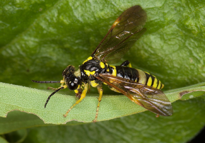 Tenthredo basilaris Tenthredinidae
