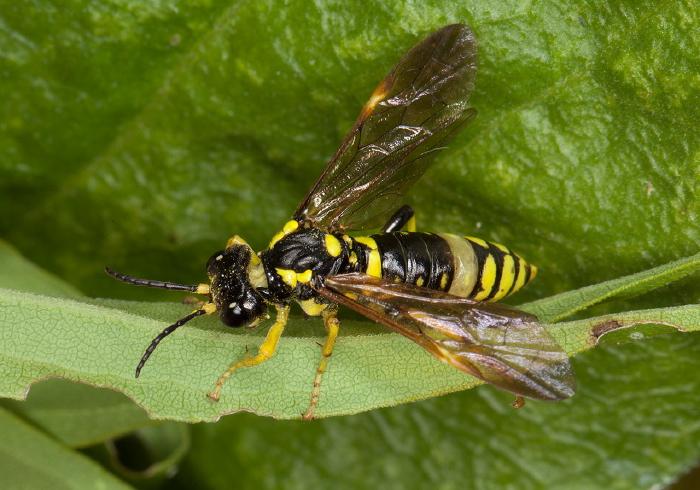 Tenthredo basilaris Tenthredinidae