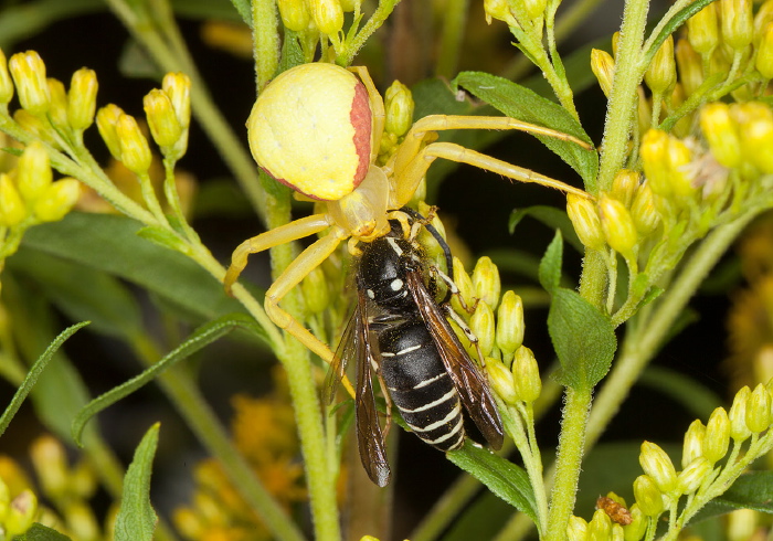 Misumena vatia Thomisidae