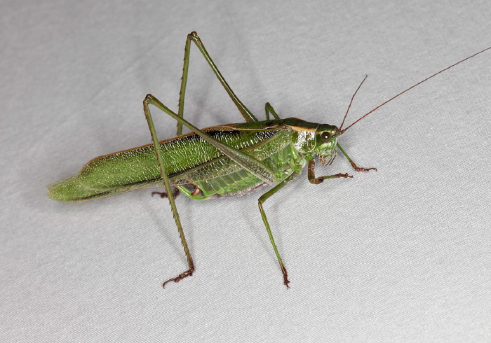Scudderia fasciata Tettigoniidae