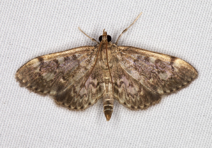 Anania coronata Crambidae