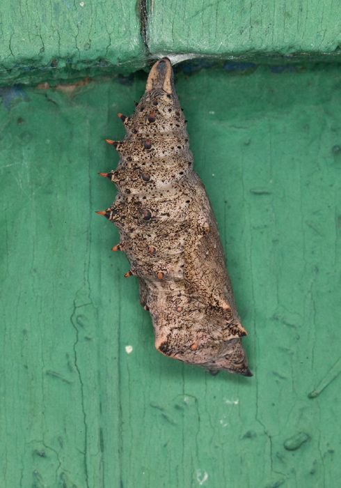 Nymphalis antiopa Nymphalidae