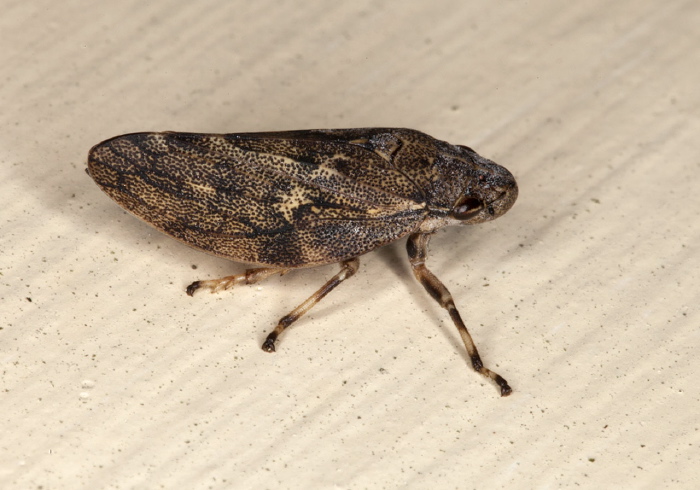 Aphrophora (Pinimber) cribrata? Cercopidae