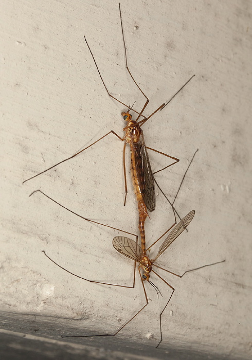 Nephrotoma ferruginea? Tipulidae
