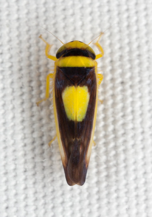Colladonus clitellarius Cicadellidae