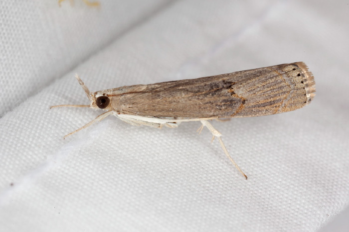 Parapediasia teterrella Crambidae