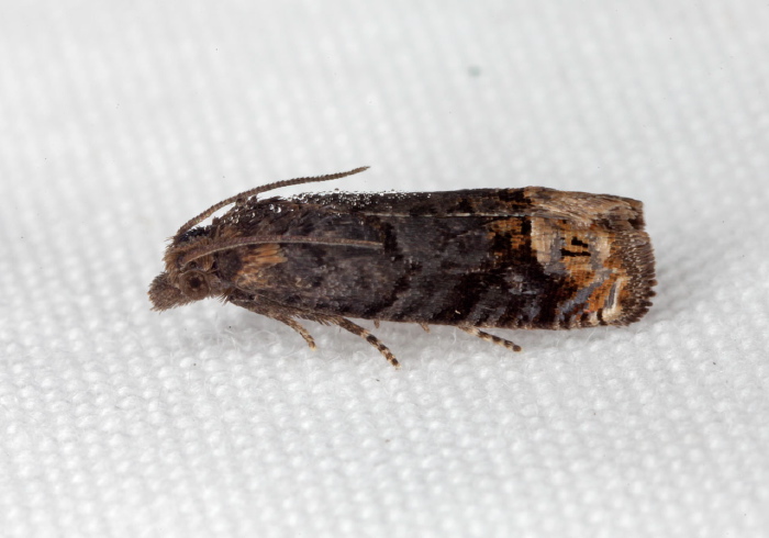 Phaneta ochroterminana Tortricidae