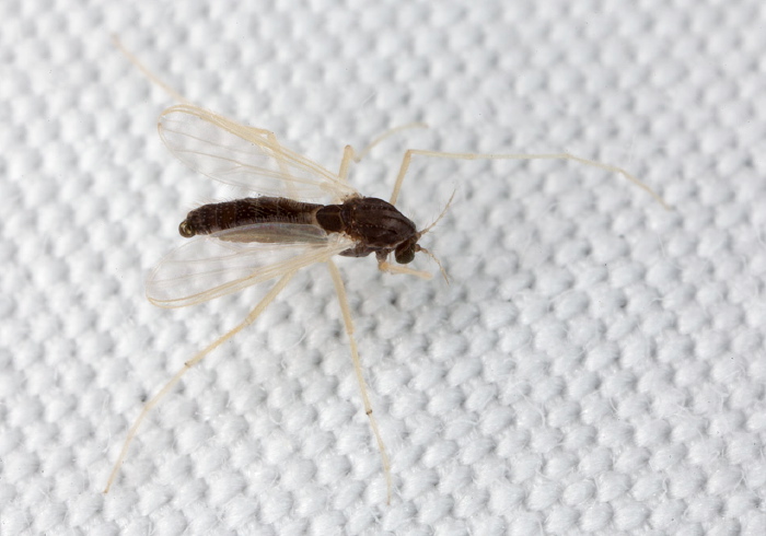   Chironomidae