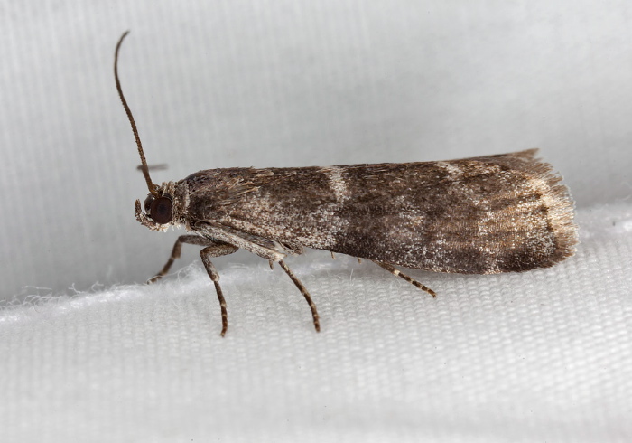 Apomyelois bistriatella? Pyralidae