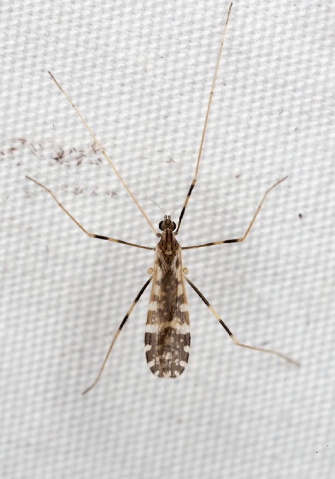 Erioptera (Mesocyphona) caliptera Limoniidae