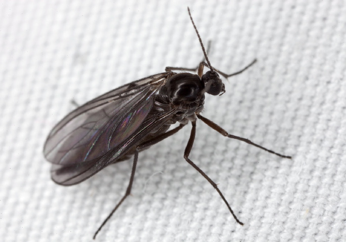   Sciaridae
