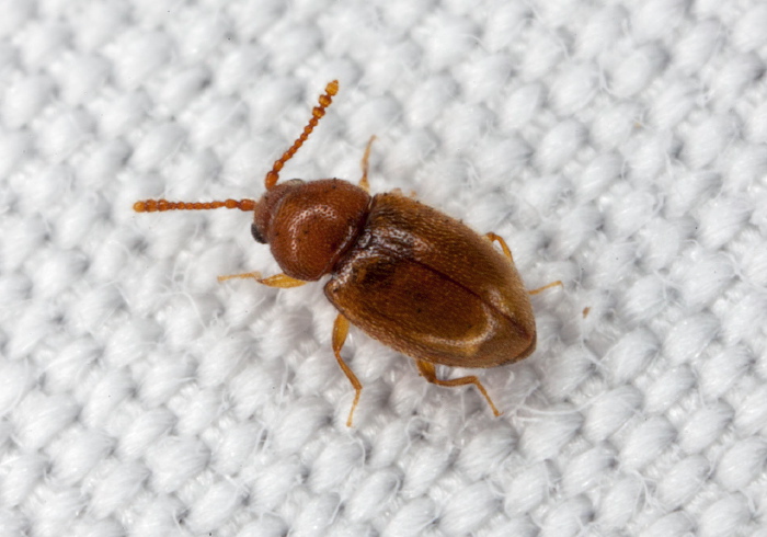 Atomaria (Anchicera) lewisi Cryptophagidae