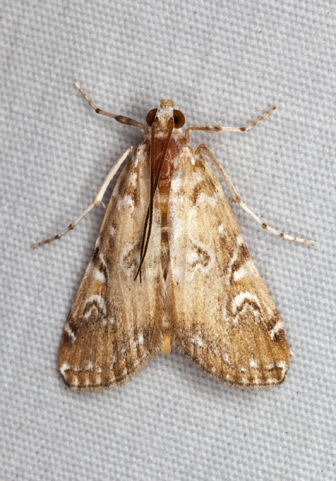 Elophila gyralis Crambidae