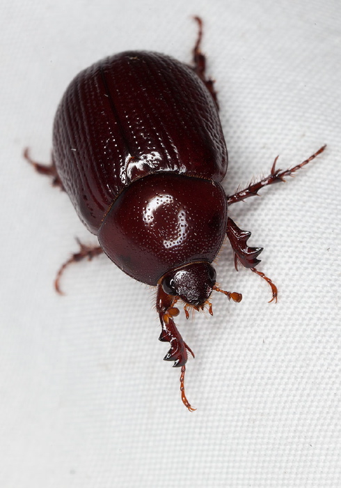 Aphonus sp. Scarabaeidae