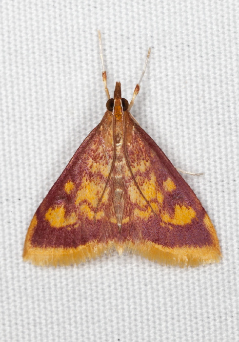 Pyrausta acrionalis Crambidae