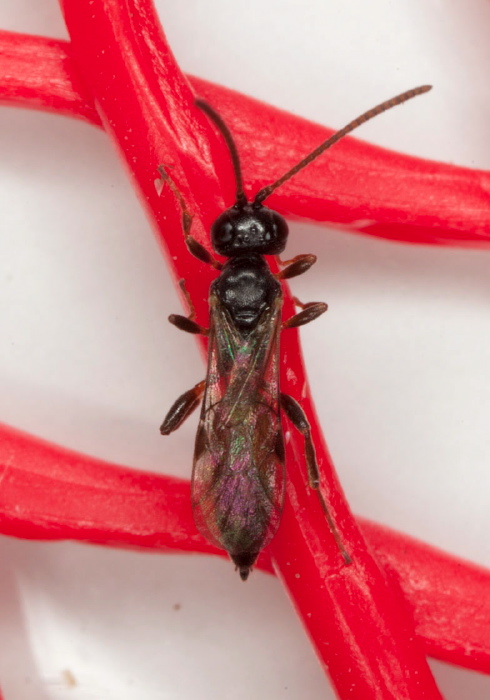   Ichneumonidae