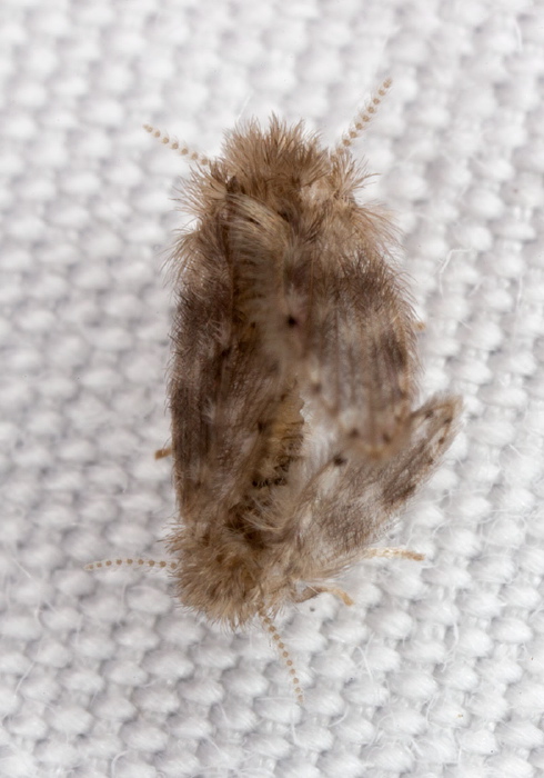 Psychoda alternata? Psychodidae