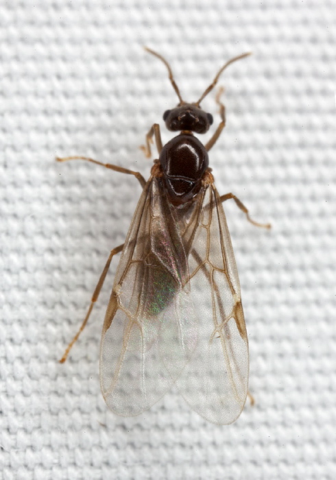 Lasius sp. Formicidae