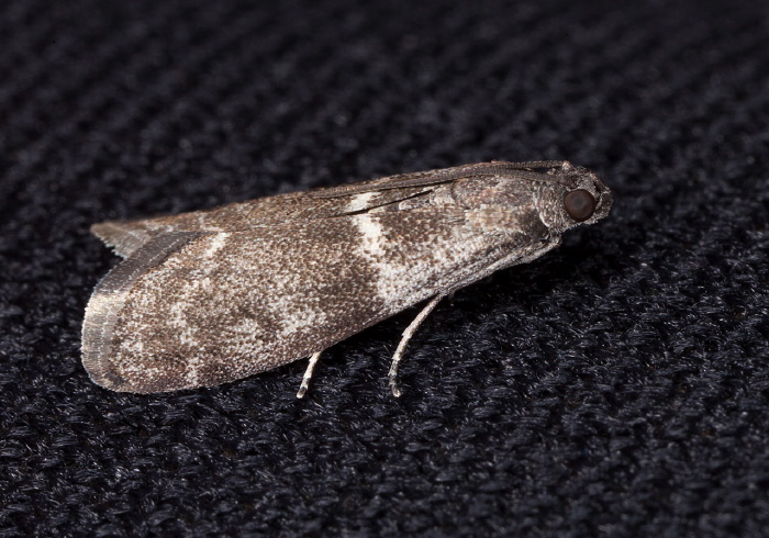 Apomyelois bistriatella? Pyralidae