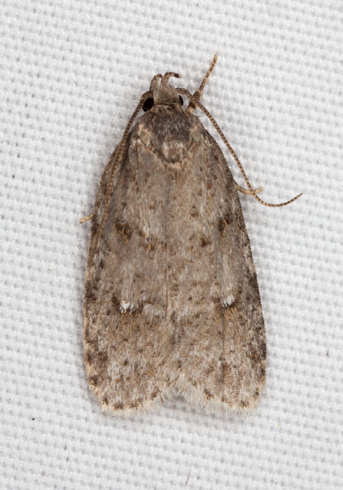 Bibarrambla allenella Elachistidae