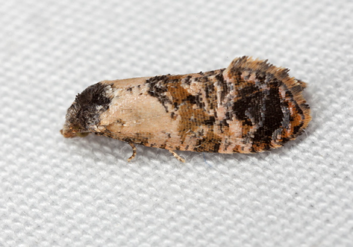 Cochylis hoffmanana? Tortricidae