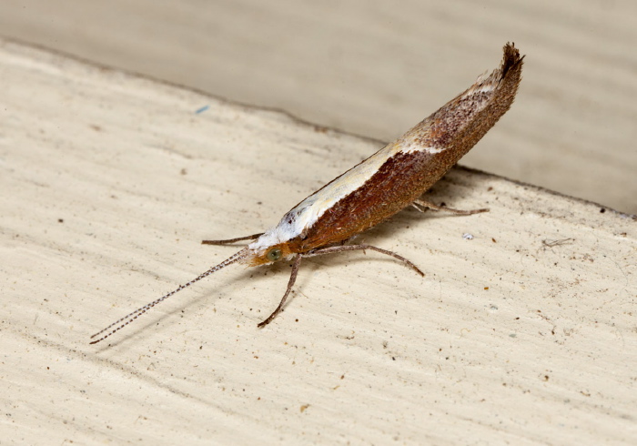 Ypsolopha dentella Ypsolophidae