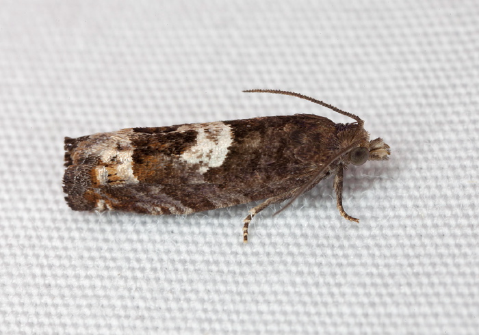 Phaneta parmatana Tortricidae
