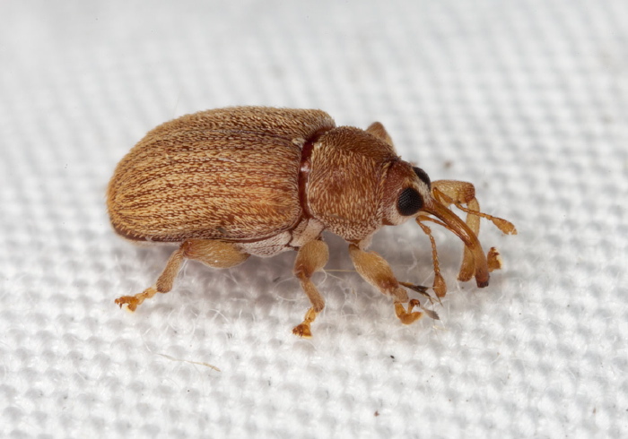 Lignyodes helvolus Curculionidae