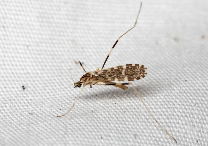Erioptera (Mesocyphona) caliptera Limoniidae