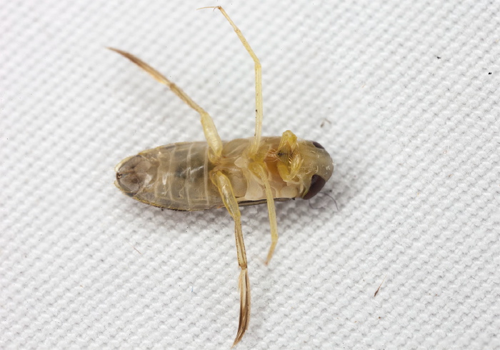 Trichocorixa sexcincta? Corixidae