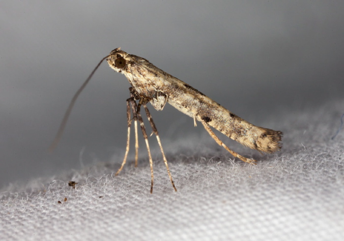 Caloptilia strictella? Gracillariidae